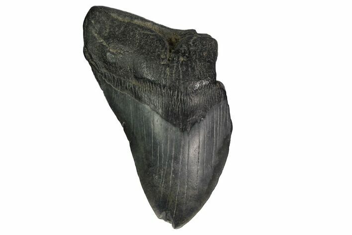 Partial Megalodon Tooth - South Carolina #171122